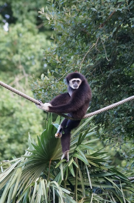Gibbon Spaycific'zoo