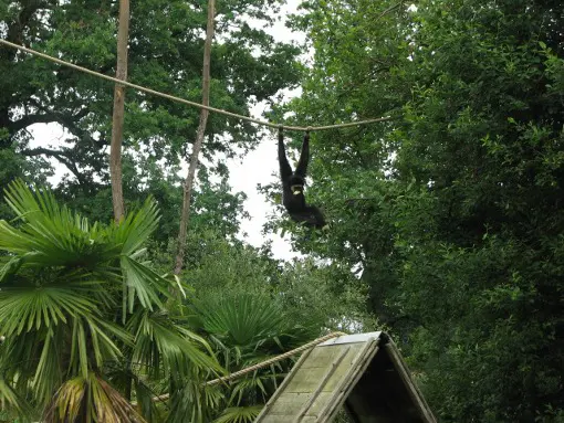 gibbon à mains blanches immersion à Spaycific'zoo