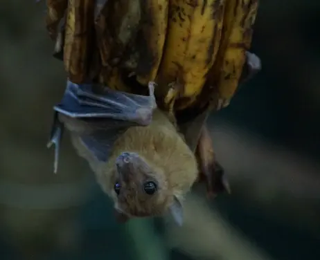 Tunnel des chauves-souris en immersion au parc Spaycific'zoo