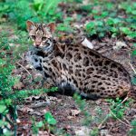 chat léopard